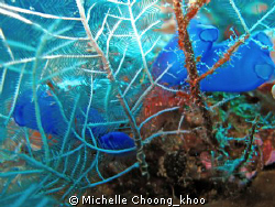 luminuous blue beauty amongst white coral branches..G7, n... by Michelle Choong_khoo 